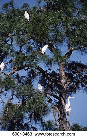 Egrets View Large Photo Image Stock Image - Egrets. Fotosearch