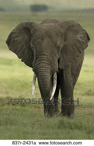 Elephant View Large Photo Image Stock Image - Elephant. Fotosearch
