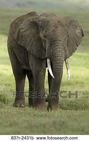Elephant View Large Photo Image Stock Image - Elephant. Fotosearch