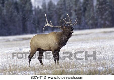 Stock Image - Elk. Fotosearch