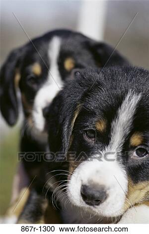 Entlebucher View Large Photo Image Stock Image - Entlebucher. Fotosearch