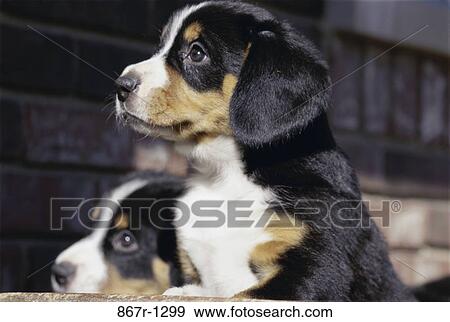Entlebuchers View Large Photo Image Stock Photo - Entlebuchers. Fotosearch