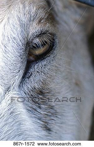 eye, horse, animal, close-up, body part, mammal View Large Photo Image Stock Image - eye, horse, animal, close-up, body part, mammal. Fotosearch