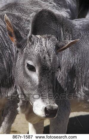 farm, farming, cattle, cow, watch, agriculture, watching View Large Photo Image Stock Photo - farm, farming, cattle, cow, watch, agriculture, watching. Fotosearch