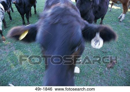 farm, farming, cattle, ears, cow, herd View Large Photo Image Stock Photograph - farm, farming, cattle, ears, cow, herd. Fotosearch