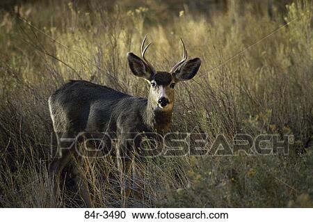 Field, antlers, animal, alert, wary, horns View Large Photo Image Stock Image - Field, antlers, animal, alert, wary, horns. Fotosearch