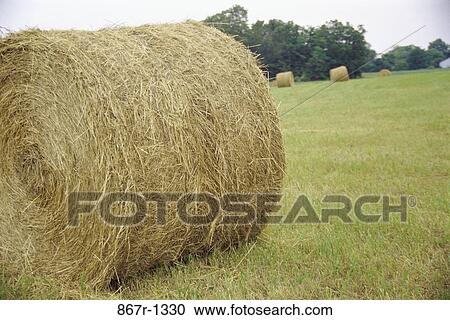 Stock Image - Field, farm, grass, industry, hay, agriculture. Fotosearch
