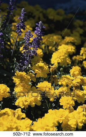 , Field, flowers, nature, garden View Large Photo Image Stock Image - , Field, flowers, nature, garden. Fotosearch