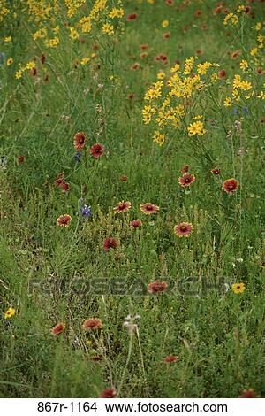 Field, plants, nature, wildflowers, Flowers various View Large Photo Image Picture - Field, plants, nature, wildflowers, Flowers various. Fotosearch