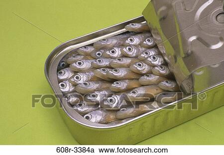 fish, open, tin, seafood, food, still life View Large Photo Image Stock Image - fish, open, tin, seafood, food, still life. Fotosearch