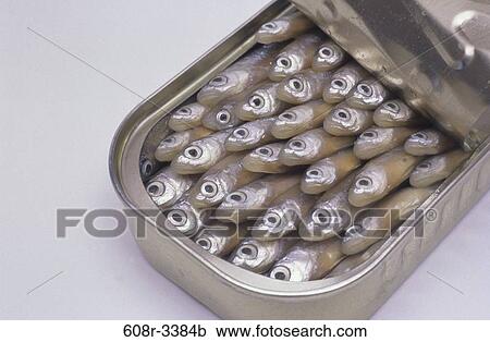fish, overhead, can, open, crowded, conformity, seafood View Large Photo Image Stock Image - fish, overhead, can, open, crowded, conformity, seafood. Fotosearch