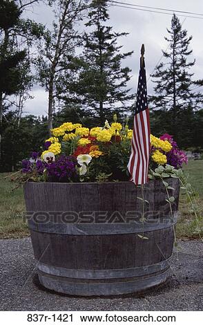 flag, patriotic, freedom, Americana, flowers, patriotism, American View Large Photo Image Stock Image - flag, patriotic, freedom, Americana, flowers, patriotism, American. Fotosearch