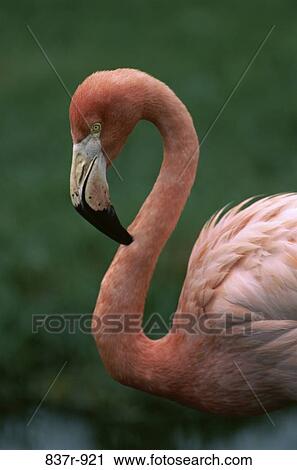 Flamingo View Large Photo Image Stock Image - Flamingo. Fotosearch