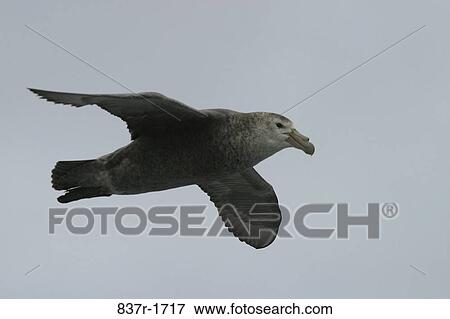 flight, bird, flying, animal, airborne, fly View Large Photo Image Stock Photo - flight, bird, flying, animal, airborne, fly. Fotosearch