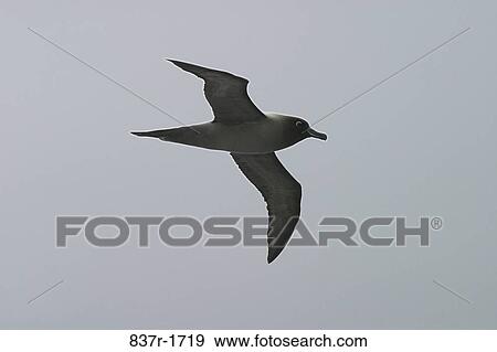 flight, bird, flying, animal, airborne, fly View Large Photo Image Stock Photo - flight, bird, flying, animal, airborne, fly. Fotosearch