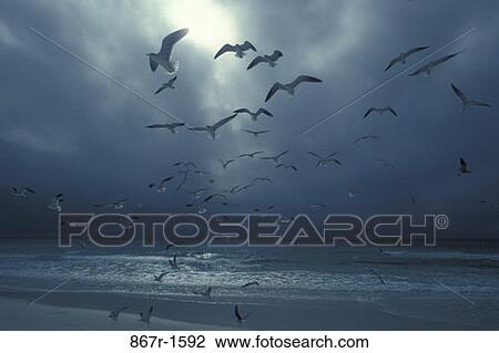 flight, birds, water, animals, flying, cloudy View Large Photo Image Stock Image - flight, birds, water, animals, flying, cloudy. Fotosearch
