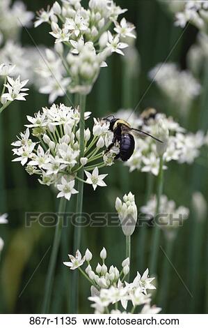 flowers, nature, animal, insect, bee, bug, Insects stingers View Large Photo Image Stock Photography - flowers, nature, animal, insect, bee, bug, Insects stingers. Fotosearch