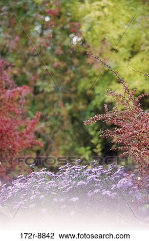 , flowers, trees, nature, Washington, diversity, bushes View Large Photo Image Stock Image - , flowers, trees, nature, Washington, diversity, bushes. Fotosearch