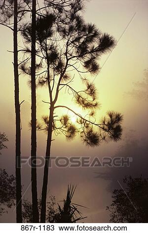 fog, morning, sun, mist, silhouette, trees, nature View Large Photo Image Stock Image - fog, morning, sun, mist, silhouette, trees, nature. Fotosearch