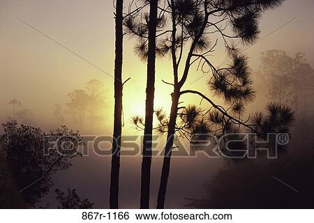 fog, morning, sun, mist, silhouette, trees, nature View Large Photo Image Stock Photograph - fog, morning, sun, mist, silhouette, trees, nature. Fotosearch