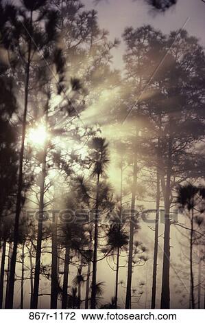 Fog Morning Sun Pine Mist Shining Sunshine Stock Image 867r 1172 Fotosearch