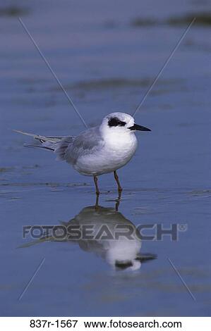 Stock Photo - Forster's Tern. Fotosearch