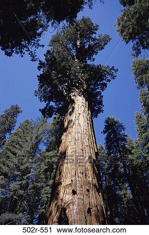 General Sherman Tree, California, USA View Large Photo Image Stock Image - General Sherman Tree, California, USA. Fotosearch