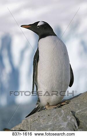 Gentoo Penguin View Large Photo Image Stock Photograph - Gentoo Penguin. Fotosearch