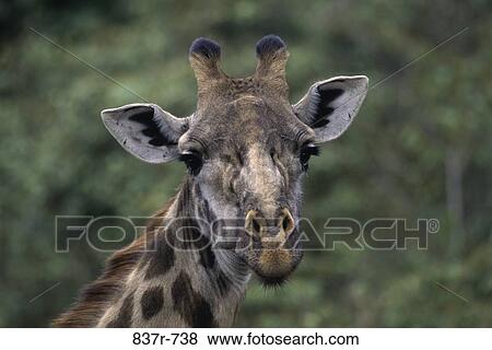 Giraffe, Masai Mara Game Reserve, Kenya View Large Photo Image Stock Photo - Giraffe, Masai Mara Game Reserve, Kenya. Fotosearch