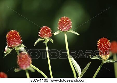 Globe Amaranth View Large Photo Image Stock Photography - Globe Amaranth. Fotosearch