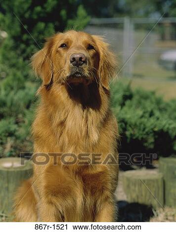 Golden Retriever View Large Photo Image Stock Image - Golden Retriever. Fotosearch