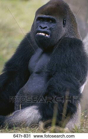 Gorilla View Large Photo Image Stock Image - Gorilla. Fotosearch
