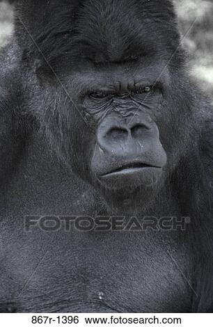 Gorilla View Large Photo Image Stock Photograph - Gorilla. Fotosearch