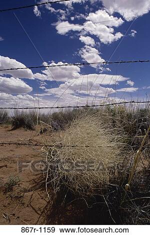 grass, fence, danger, desert, wire, blocking, shrubbery View Large Photo Image Stock Photo - grass, fence, danger, desert, wire, blocking, shrubbery. Fotosearch