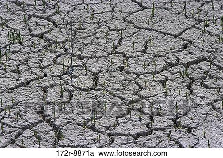 Stock Image - grass, plants, new, ground, dirt, barren. Fotosearch