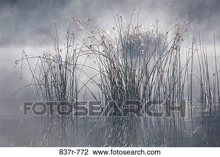 grass, reeds, reflection, plants, water, ripples, fog View Large Photo Image Stock Image - grass, reeds, reflection, plants, water, ripples, fog. Fotosearch