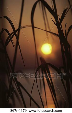 grass, reeds, reflection, plants, water, sea, sun View Large Photo Image Stock Photo - grass, reeds, reflection, plants, water, sea, sun. Fotosearch