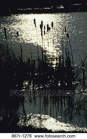 grass, reeds, reflection, plants, water, sea, lake View Large Photo Image Stock Photograph - grass, reeds, reflection, plants, water, sea, lake. Fotosearch