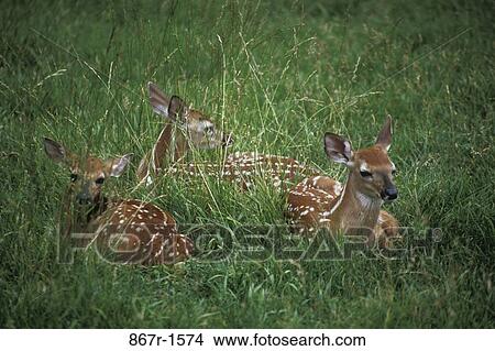 grass, young, animal, deer, fawns, mammal View Large Photo Image Picture - grass, young, animal, deer, fawns, mammal. Fotosearch