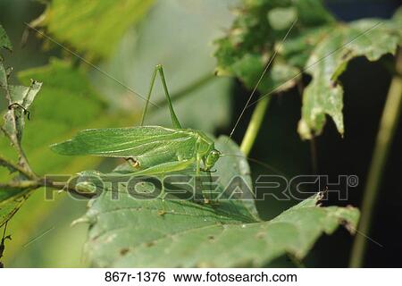 Grasshopper View Large Photo Image Stock Photograph - Grasshopper. Fotosearch