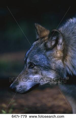 Gray Wolf View Large Photo Image Stock Photo - Gray Wolf. Fotosearch