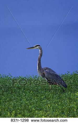 Great Blue Heron View Large Photo Image Stock Photo - Great Blue Heron. Fotosearch