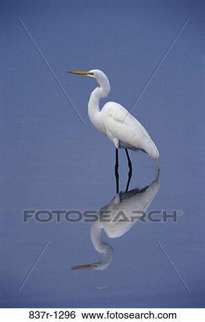 Great Egret View Large Photo Image Stock Photograph - Great Egret. Fotosearch