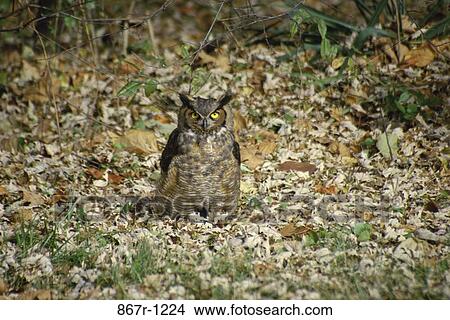 Great Horned Owl View Large Photo Image Picture - Great Horned Owl. Fotosearch