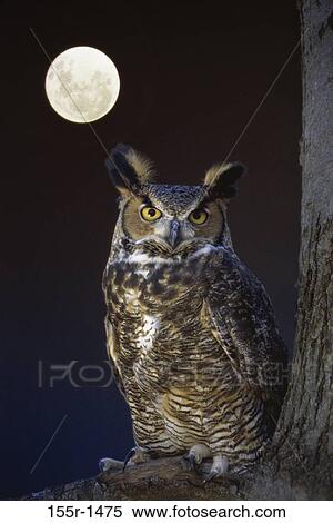 Stock Photography - Great Horned Owl. Fotosearch