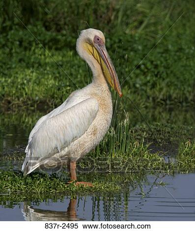 Great White Pelican View Large Photo Image Stock Photography - Great White Pelican. Fotosearch