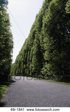 Stock Image - green, road, trees, nature, path, scenic, hedge. Fotosearch