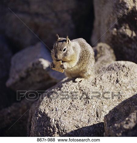 Ground Squirrel View Large Photo Image Stock Photo - Ground Squirrel. Fotosearch