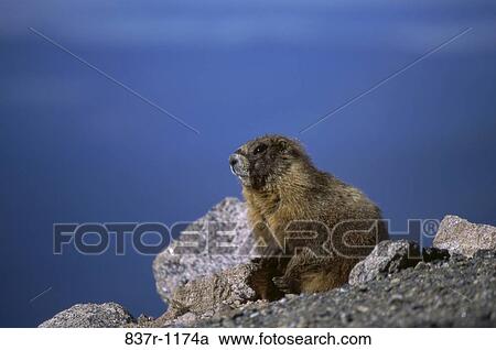 Groundhog View Large Photo Image Stock Image - Groundhog. Fotosearch