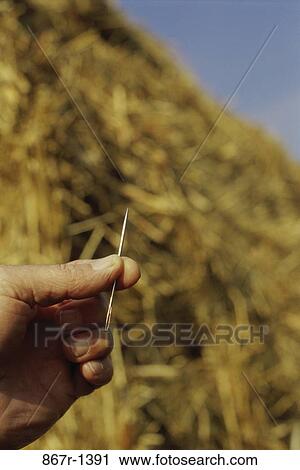 Stock Image - hand, hay, needle, metaphor, haystack, finding a needle in a haystack. Fotosearch